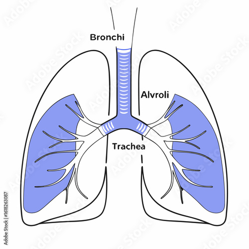 Vector Lungs Cross Section with Labels – Educational Infographic
