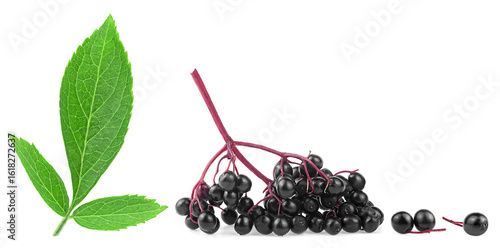Black sambucus fruit collection. Elderberry fresh fruit with green leaves isolated on a white background.