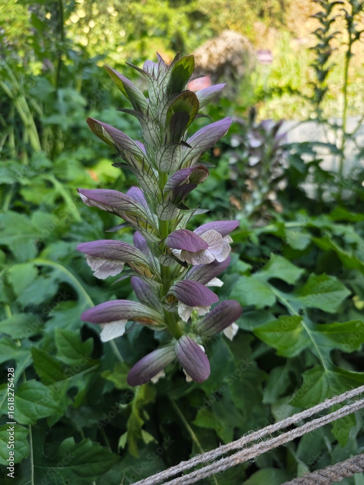 Obraz premium Acanthus mollis – Flower Spike of Bear’s Breeches Plant. Acanthus mollis, known as bear’s breeches, a Mediterranean perennial with tall purple-white flower spikes and large leaves, widely grown 