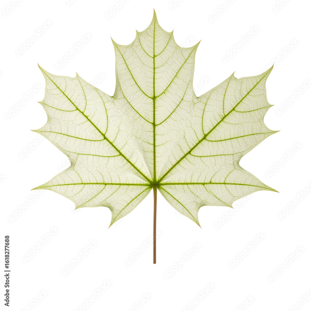 Fototapeta premium Realistic Maple Leaf - Green, White, Brown