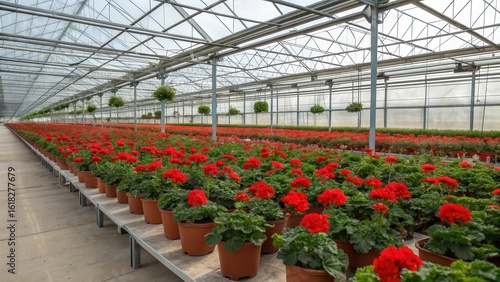 Vast greenhouse filled with rows of vibrant red geraniums ready for sale