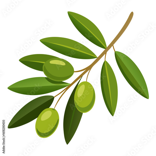 olive branch isolated on white