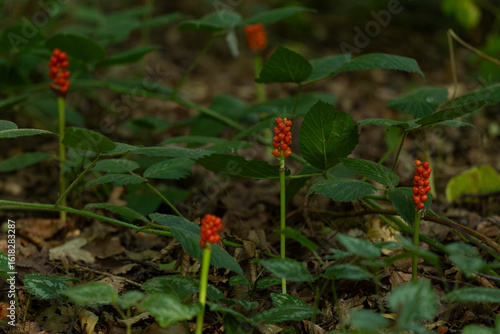 Photos Several cuckoopint or jack-in-the-pulpit (Arum maculatum) with ripe red berries