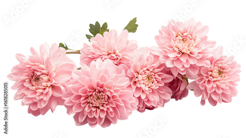 Title: Soft Light Pink Flowers in Gentle Bloom Isolated Against Pure White Background