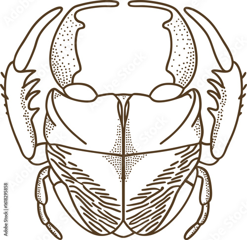 Stag beetle illustration in linear insect anatomy, detailed exoskeleton drawing, nature entomology concept