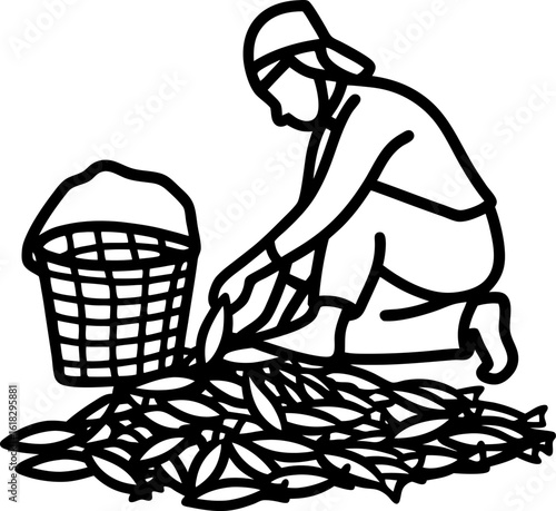 Worker harvesting leaves by hand with basket traditional agriculture, manual labor, farming, rural work, harvest concept