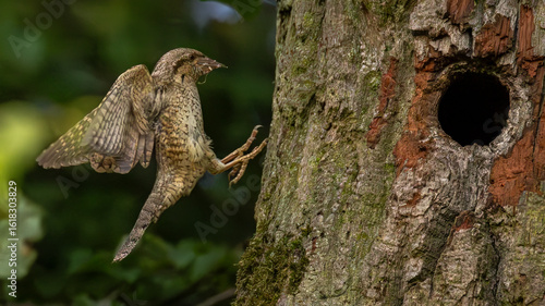 Wendehals fliegt Bruthöle an