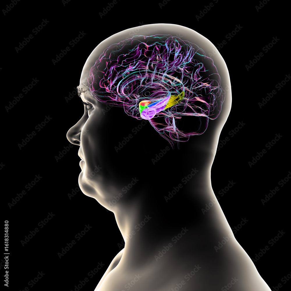 Obraz premium Human brain mid-section with highlighted amygdala (red), hippocampus (blue), parahippocampal gyrus and associated cortices: perirhinal (green), entorhinal (purple), parahippocampal (yellow).