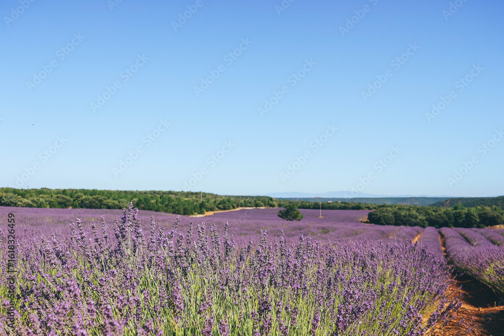 Obraz premium lavender field in historic region castilla la mancha in hot summer july with small purple flowers