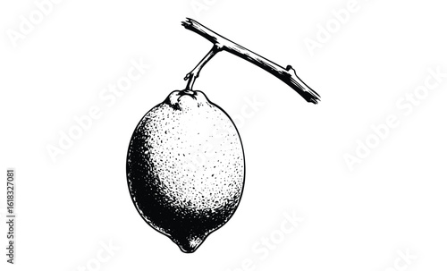 Detailed black and white lemon drawing on branch. Vector retro hand drawn illustration