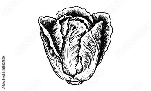 Detailed black and white romaine lettuce ink drawing with intricate leaf patterns. Vector retro hand drawn illustration