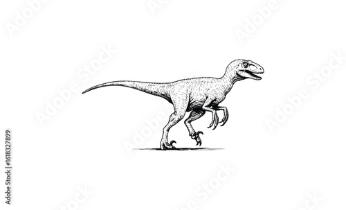 Detailed black and white illustration of a velociraptor dinosaur on white background. Vector retro hand drawn illustration