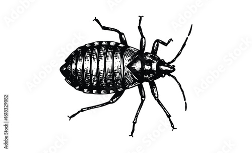 Detailed black and white illustration of a bedbug. Vector retro hand drawn illustration
