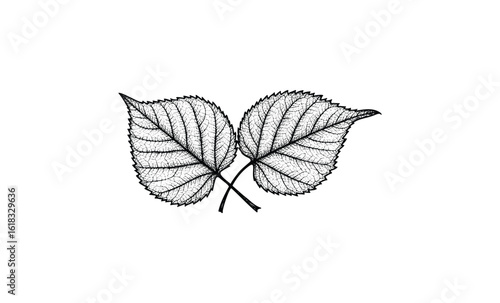 Detailed black and white sketch of two overlapping leaves on white background. Vector retro hand drawn illustration
