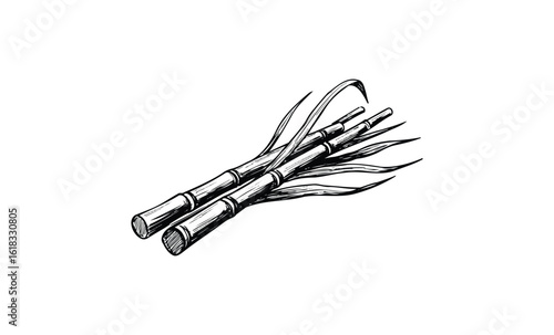 Hand-drawn sugarcane stalks on white background. Vector retro hand drawn illustration