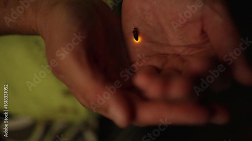Firefly insect on the palm of your hand in the evening. shimmering and preparing to fly. Beauty, nature, details.