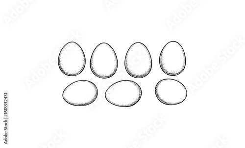 Hand-drawn egg collection: seven engraved vintage illustrations on white background. Vector retro hand drawn illustration