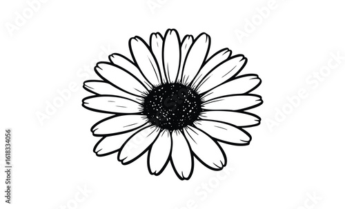 Black and white daisy: detailed floral line art illustration with petal structure. Vector retro hand drawn illustration