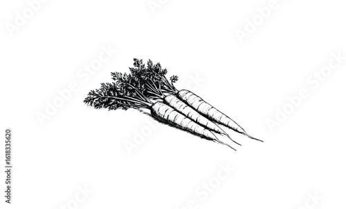 Detailed black and white illustration of fresh carrots with leaves. Vector retro hand drawn illustration