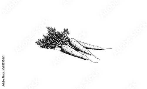 Vintage style black and white carrot illustration with detailed leaves. Vector retro hand drawn illustration