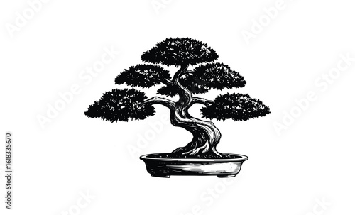 Black and white bonsai tree illustration with detailed leaves and twisted trunk. Vector retro hand drawn illustration