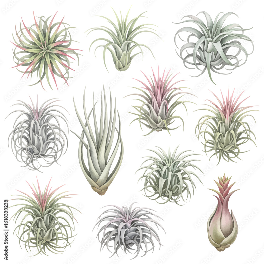 Fototapeta premium Watercolor Tropical Plants | Clean, Natural Illustrations for Creative Projects