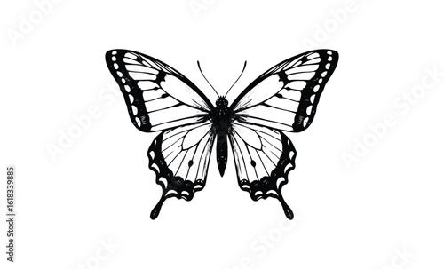 Detailed black and white butterfly illustration with intricate patterns. Vector retro hand drawn illustration