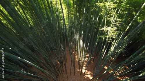 Sunlight gently filtering through verdant bamboo forest canopy, casting soft shadows and creating serene, meditative woodland atmosphere with vibrant green landscape
