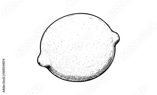 Detailed black and white engraving of a lemon on white background. Vector retro hand drawn illustration