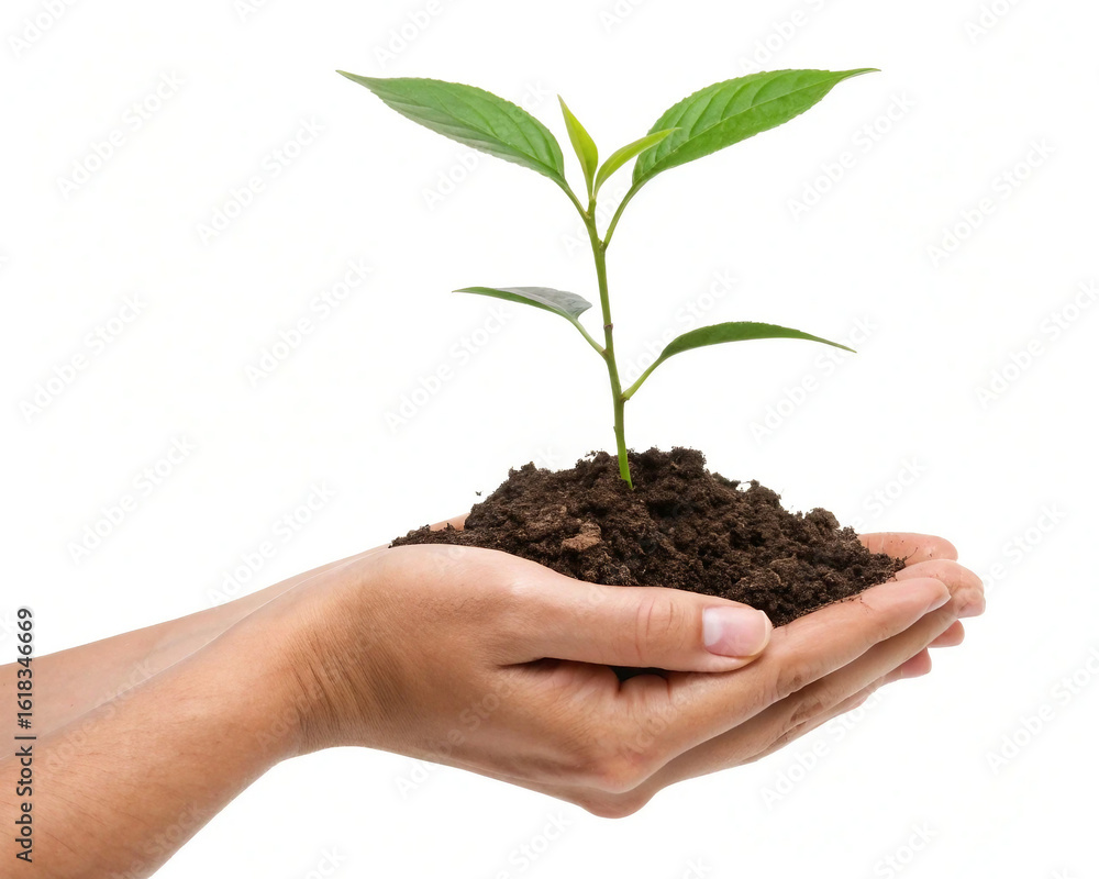 Hand Holding Young Plant in Soil – Isolated Growth and Sustainability Concept Hand Holding Young Plant in Soil – Isolated Growth and Sustainability Concept