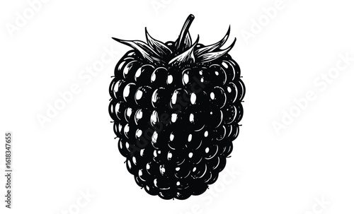 Detailed black and white illustration of a black raspberry with intricate shading. Vector retro hand drawn illustration