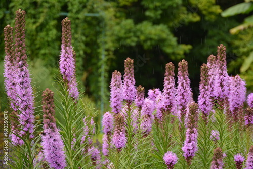 Pink spike flowers of liatris in the garden on a cloudy day