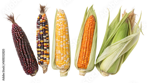 Vibrant Corn Varieties A Colorful Showcase of Maize Isolated On Transparent Background
