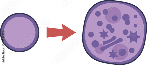 Diagram of lysosomal accumulation. A normal cell transforms into a swollen cell filled with undigested substrates, illustrating the progression of a lysosomal storage disorder.