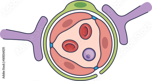 Diagram of an intact blood-brain barrier. Shows a capillary with endothelial cells, tight junctions, astrocytes, and red blood cells, illustrating selective permeability.