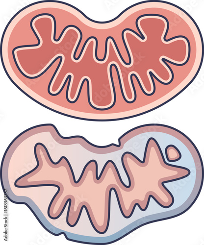 Illustration comparing a healthy mitochondrion with a damaged one. This visualizes mitochondrial dysfunction, showing structural decay and representing cellular energy failure and disease.