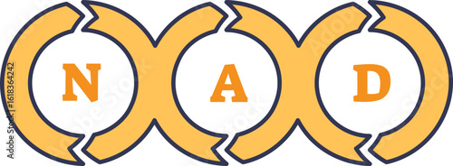 Icon of the NAD cycle. Letters N, A, D in interconnected circles with arrows, symbolizing the regeneration of the Nicotinamide Adenine Dinucleotide molecule for cellular energy and repair.