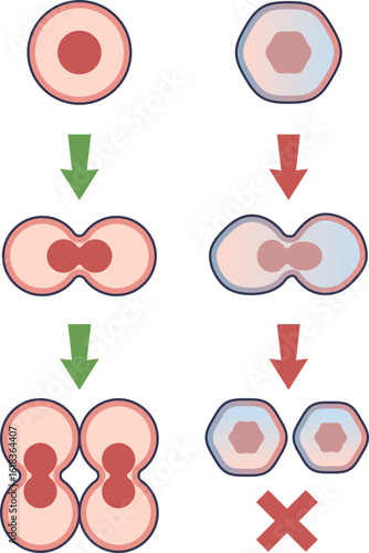 A diagram illustrating stem cell exhaustion. It contrasts healthy cell self-renewal with the failed division of an aged or senescent cell, symbolizing a loss of regenerative capacity.