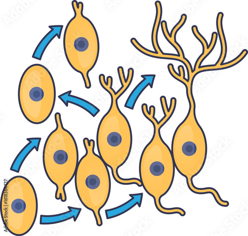 Illustration of adult neurogenesis, showing neural stem cells differentiating into mature neurons. Arrows depict the stages of cell proliferation and maturation in the brain.