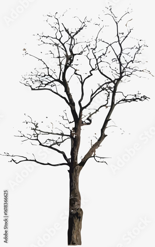 Leafless Winter Tree with Bare Branches - Vector Illustration
