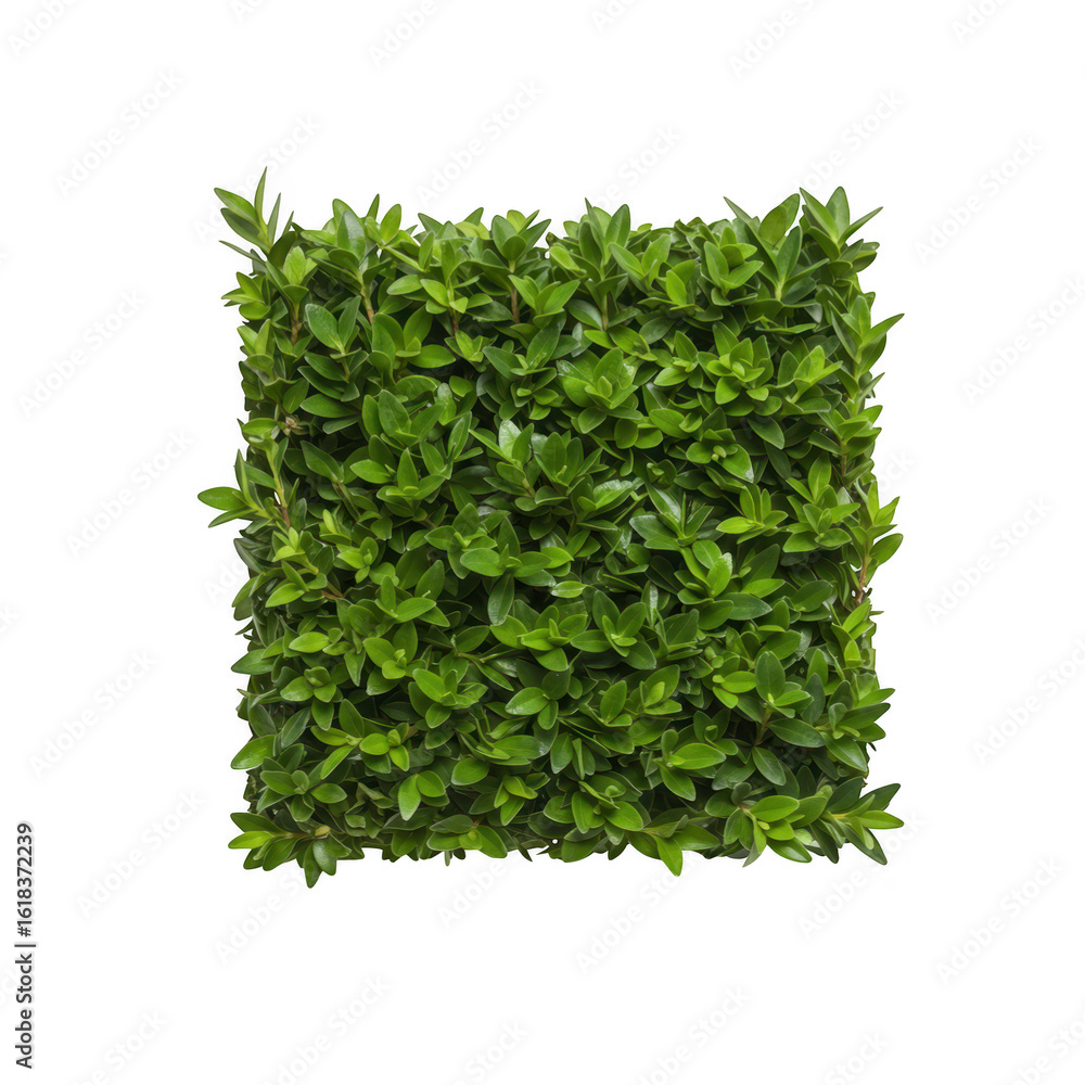 Naklejka premium Square boxwood bush with dense green leaves on transparent background
