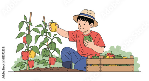 Young boy harvesting fresh bell peppers from his garden with a wooden crate nearby