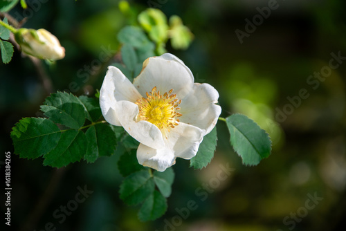 White Wild Rose Blossom
