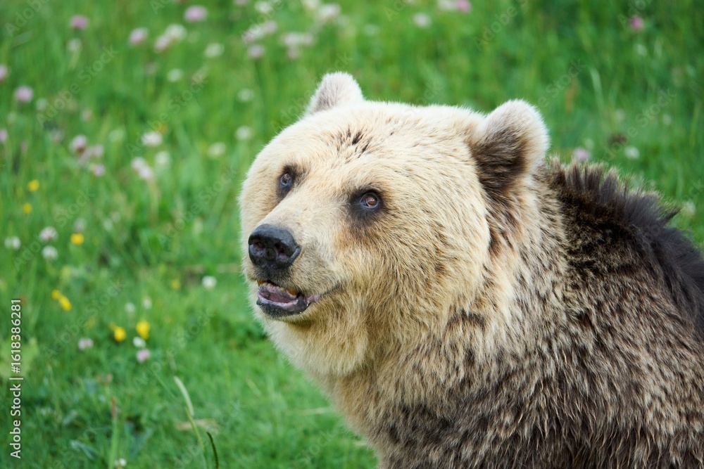 Obraz premium Close-up of a Brown Bear in a Meadow