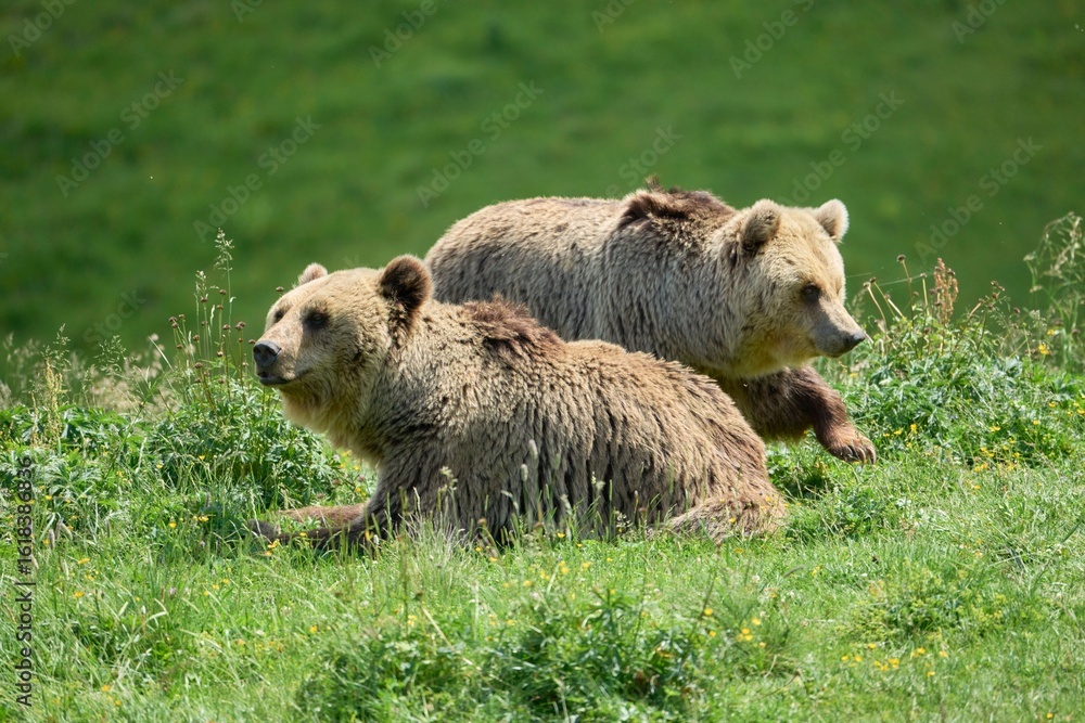 Fototapeta premium Brown Bears Resting in a Meadow