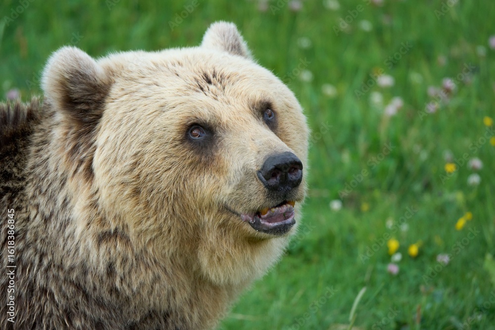 Fototapeta premium Grizzly bear in a wildflower meadow.