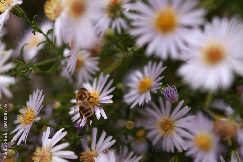 Obraz premium Autumn asters and bees macro photo series – nature close-up_2