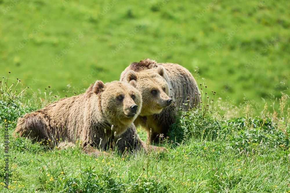 Fototapeta premium Brown bears resting in a meadow.