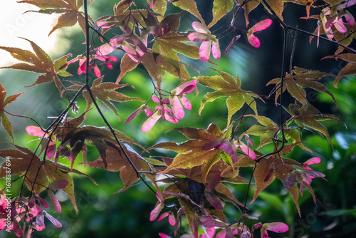 Maple Tree with Red Samaras