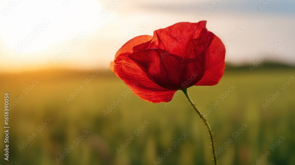 Obraz premium A vibrant red poppy flower stands out against a softly blurred green foliage background during the golden hour of sunset